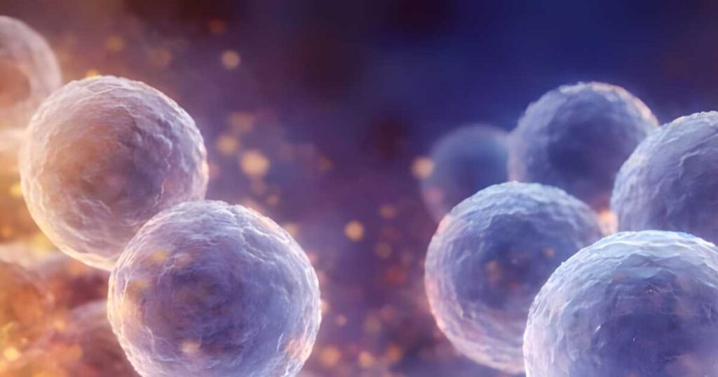 Microscopic view of CHO cells (Chinese Hamster Ovary) in suspension culture.