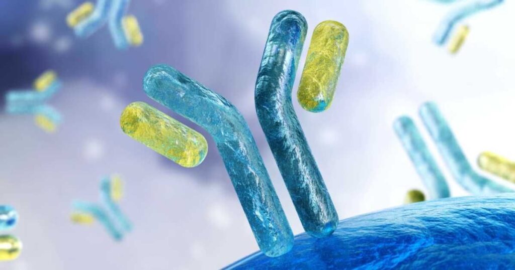 Stylized illustration of monoclonal antibodies for hybridoma development.