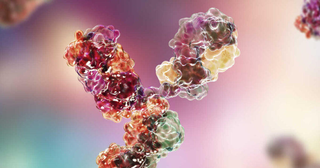 Structural view of recombinant antibodies produced via mammalian cell expression.