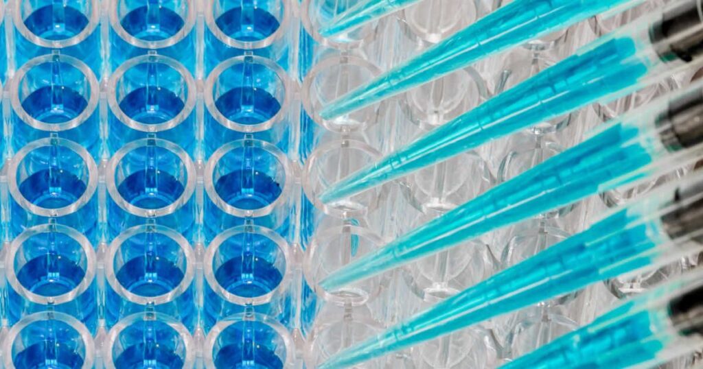 Mehrkanalpipette beim Befüllen einer blauen Mikrotiterplatte für Studienprobenanalysen.